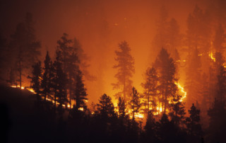 California Fire