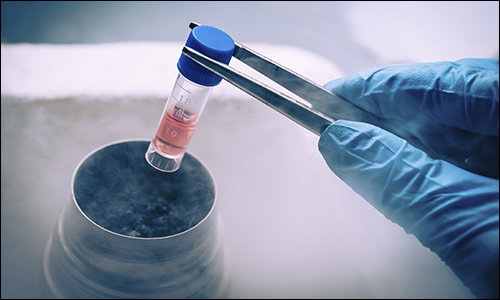Stem Cells